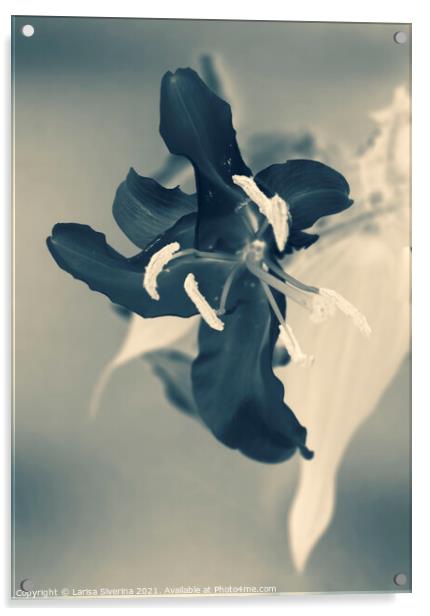 Black lily Acrylic by Larisa Siverina