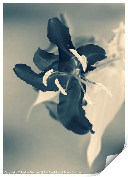 Black lily Print by Larisa Siverina