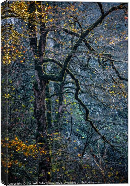 Golden autumn in Guam gorge Canvas Print by Vladimir Sidoropolev