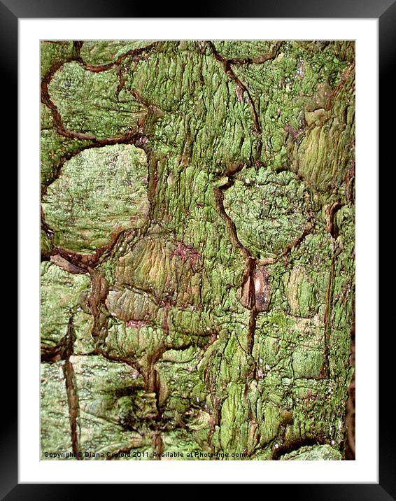 Green bark in forest walk Framed Mounted Print by DEE- Diana Cosford