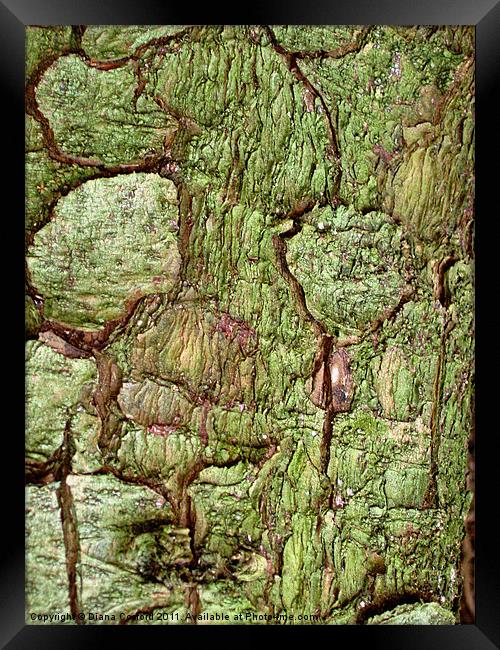 Green bark in forest walk Framed Print by DEE- Diana Cosford