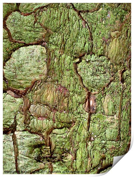 Green bark in forest walk Print by DEE- Diana Cosford