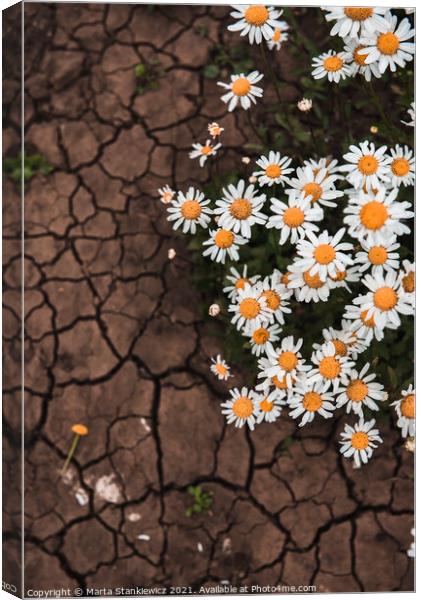 Plant flower scorched ground Canvas Print by Marta Stankiewicz