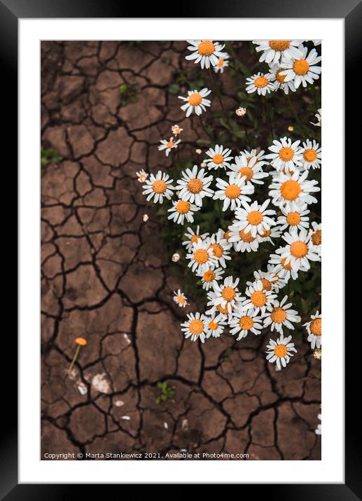 Plant flower scorched ground Framed Mounted Print by Marta Stankiewicz