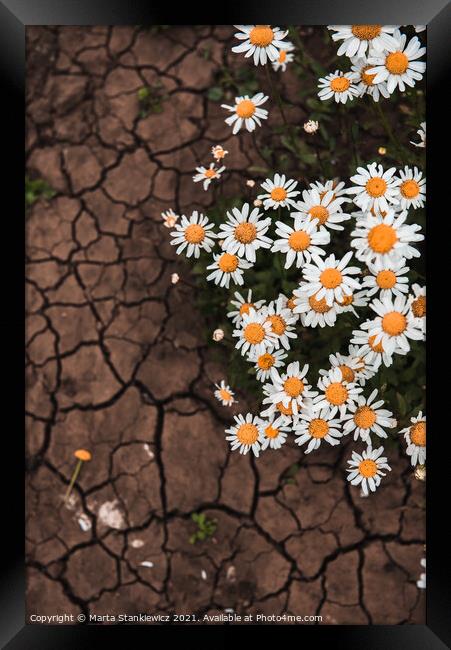 Plant flower scorched ground Framed Print by Marta Stankiewicz