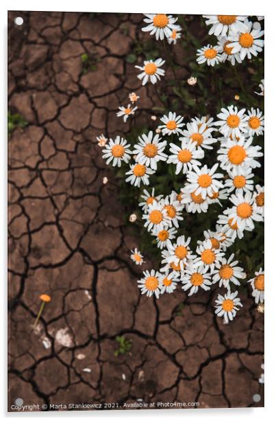 Plant flower scorched ground Acrylic by Marta Stankiewicz