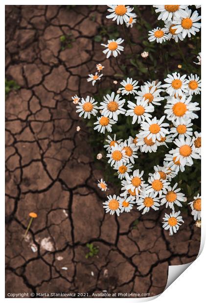 Plant flower scorched ground Print by Marta Stankiewicz