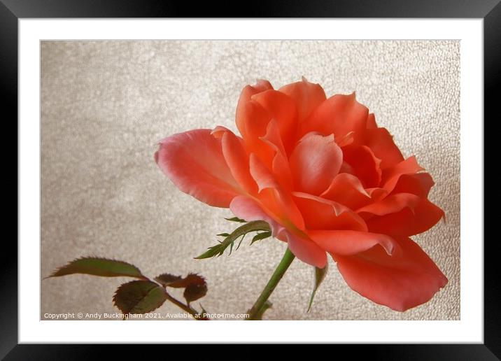 Garden Rose Framed Mounted Print by Andy Buckingham