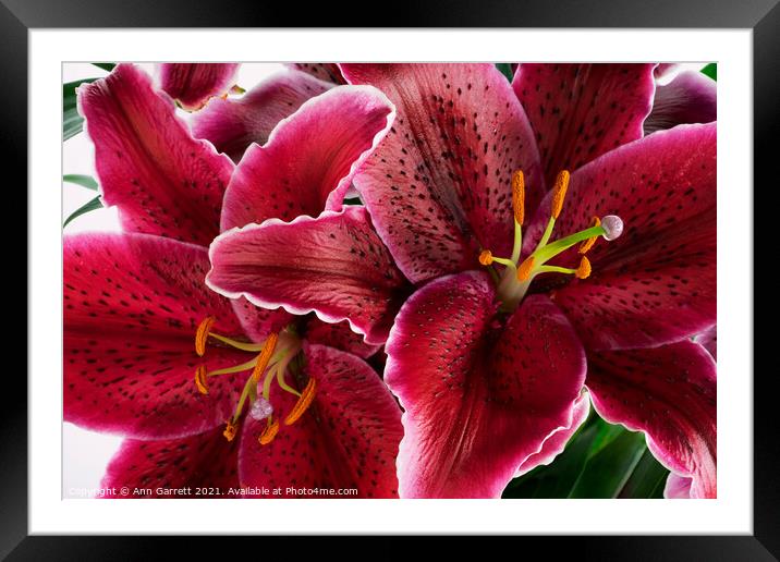 Oriental Lilies Framed Mounted Print by Ann Garrett
