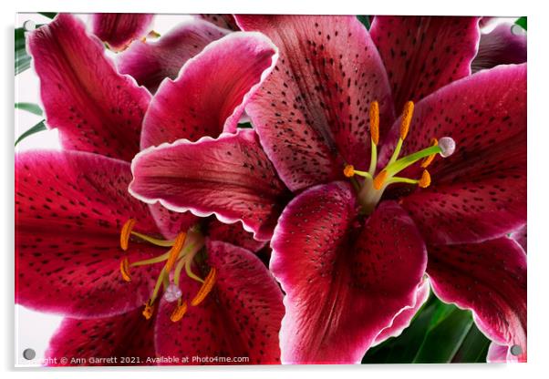 Oriental Lilies Acrylic by Ann Garrett