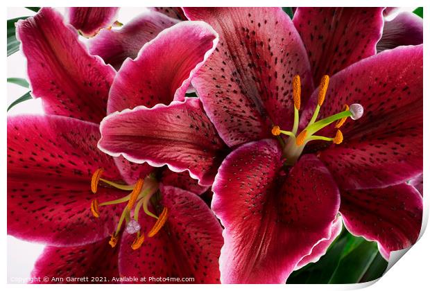 Oriental Lilies Print by Ann Garrett