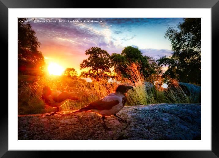 Hooded Crows in Morning Light Framed Mounted Print by Taina Sohlman