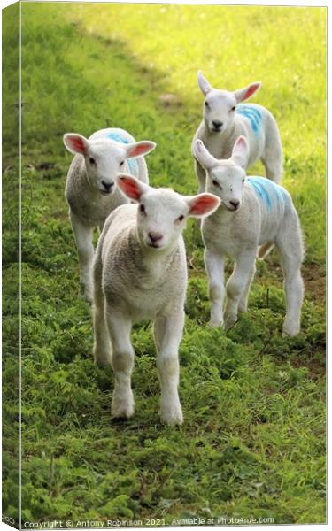 Four curious spring lambs Canvas Print by Antony Robinson