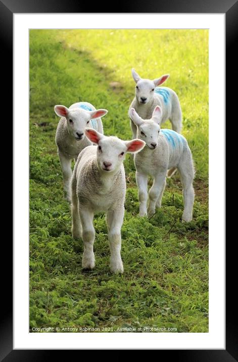 Four curious spring lambs Framed Mounted Print by Antony Robinson