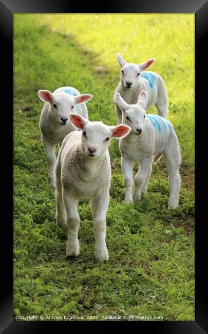 Four curious spring lambs Framed Print by Antony Robinson