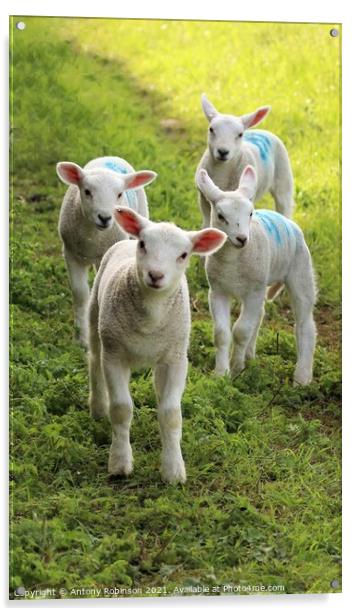 Four curious spring lambs Acrylic by Antony Robinson