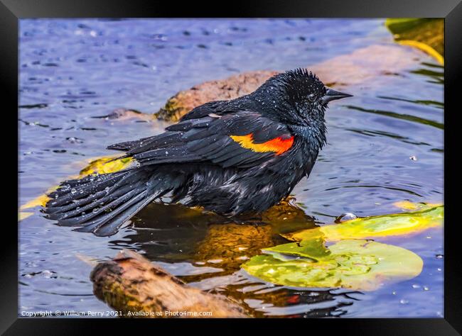 Red Wing Blackbird Washing Juanita Bay Park Lake Washington Kirk Framed Print by William Perry
