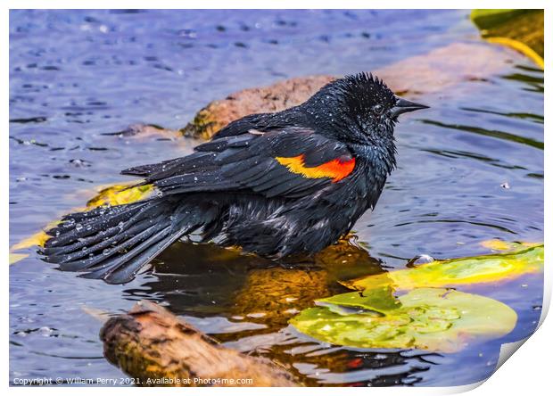 Red Wing Blackbird Washing Juanita Bay Park Lake Washington Kirk Print by William Perry