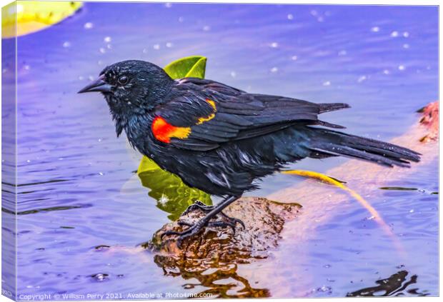 Red Wing Blackbird Crying Juanita Bay Park Lake Washington Kirkl Canvas Print by William Perry