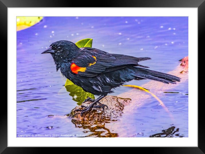 Red Wing Blackbird Crying Juanita Bay Park Lake Washington Kirkl Framed Mounted Print by William Perry