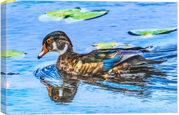 Male Wood Duck Juanita Bay Park Lake Washington Kirkland Washiin Canvas Print by William Perry