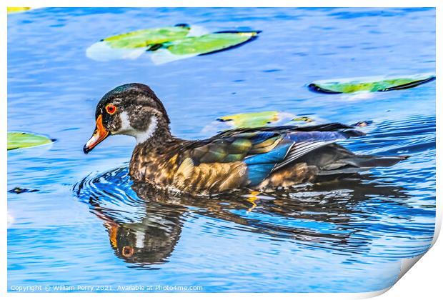 Male Wood Duck Juanita Bay Park Lake Washington Kirkland Washiin Print by William Perry