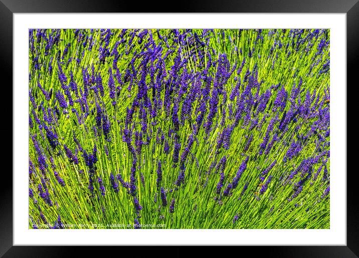 Purple Lavender Blossoms Blooming Abstrac Washington  Framed Mounted Print by William Perry