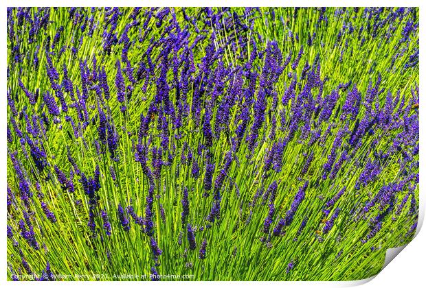 Purple Lavender Blossoms Blooming Abstrac Washington  Print by William Perry