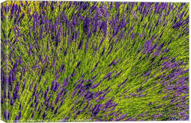 Purple Lavender Blossoms Blooming Abstrac Washington  Canvas Print by William Perry