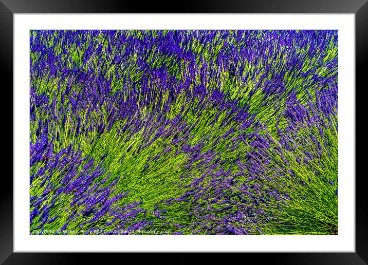 Purple Lavender Blossoms Blooming Abstrac Washington  Framed Mounted Print by William Perry