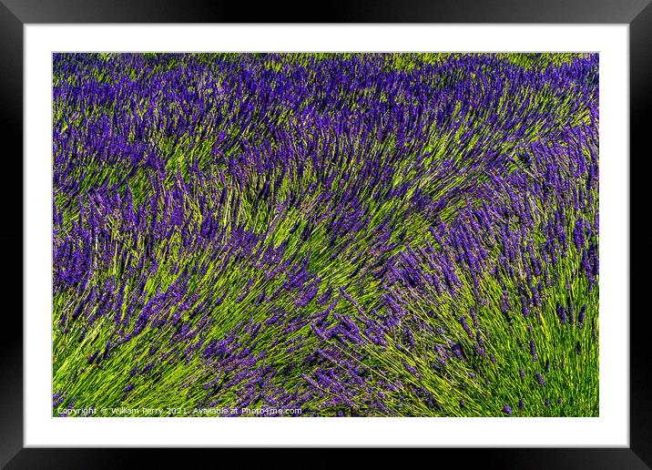 Purple Lavender Blossoms Blooming Abstrac Washington  Framed Mounted Print by William Perry
