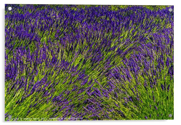 Purple Lavender Blossoms Blooming Abstrac Washington  Acrylic by William Perry