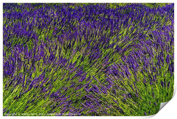 Purple Lavender Blossoms Blooming Abstrac Washington  Print by William Perry