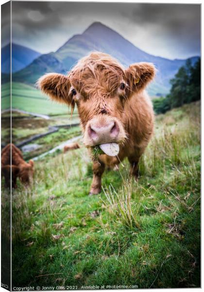 Highland Cow Canvas Print by Jonny Gios
