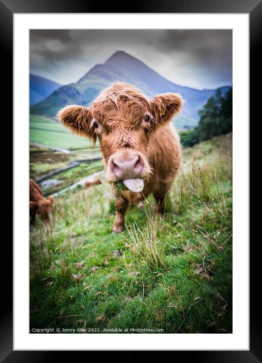 Highland Cow Framed Mounted Print by Jonny Gios
