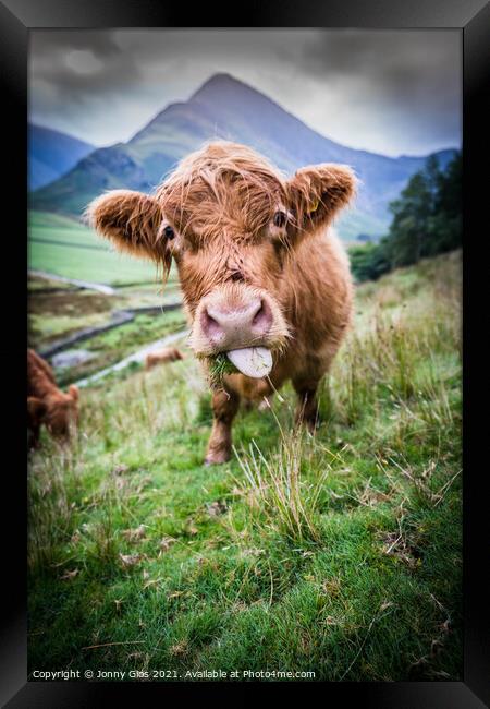 Highland Cow Framed Print by Jonny Gios