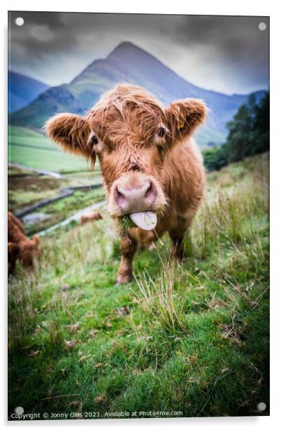 Highland Cow Acrylic by Jonny Gios