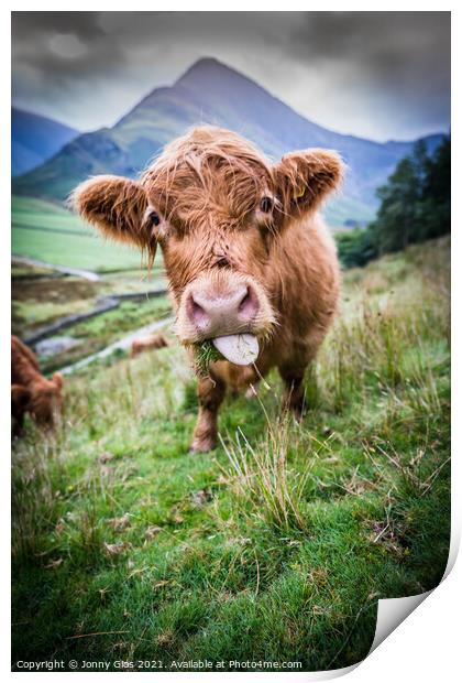 Highland Cow Print by Jonny Gios