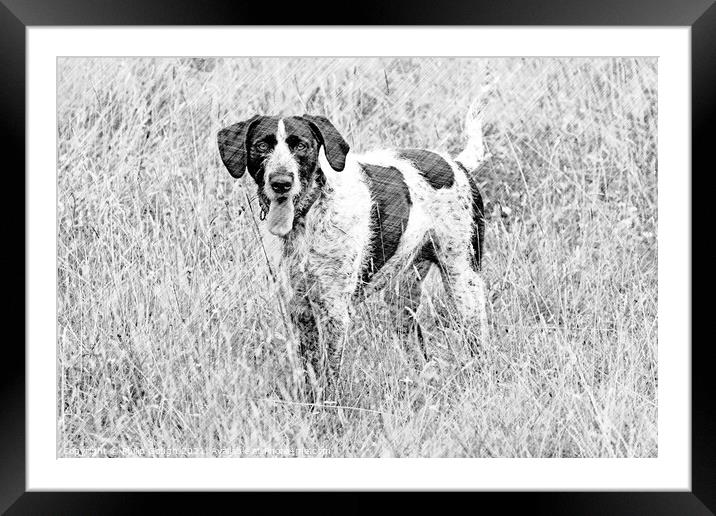 Dog Posing for the camera Framed Mounted Print by Philip Gough