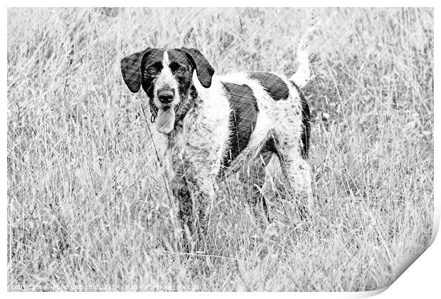 Dog Posing for the camera Print by Philip Gough