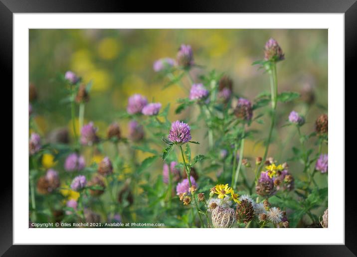 Red Clover Wild Flowers Framed Mounted Print by Giles Rocholl