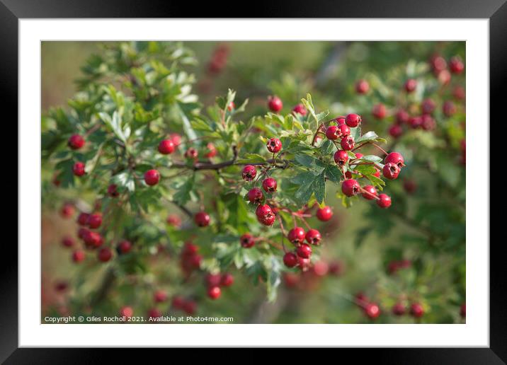 Red hawthorn berries Framed Mounted Print by Giles Rocholl