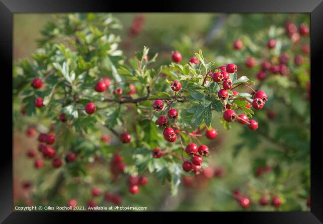 Red hawthorn berries Framed Print by Giles Rocholl