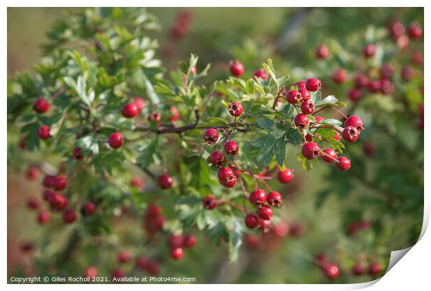 Red hawthorn berries Print by Giles Rocholl