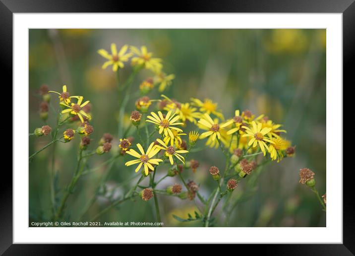 Yellow wild flowers Ragwort Framed Mounted Print by Giles Rocholl