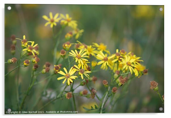 Yellow wild flowers Ragwort Acrylic by Giles Rocholl