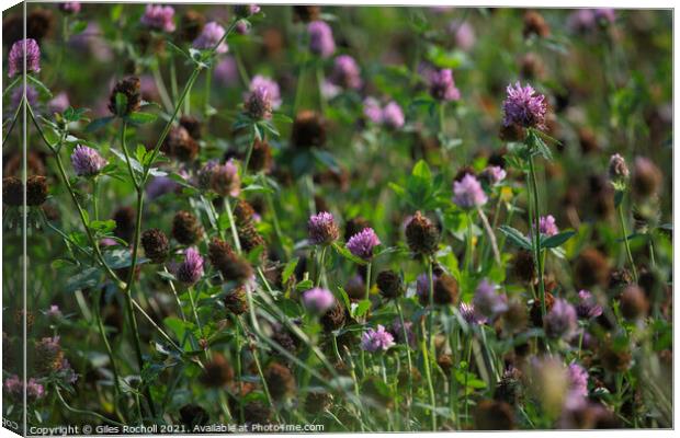 Red Clover Wild Flowers Canvas Print by Giles Rocholl
