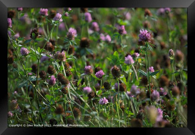 Red Clover Wild Flowers Framed Print by Giles Rocholl