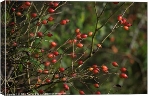 Rose hips Autumn Canvas Print by Giles Rocholl