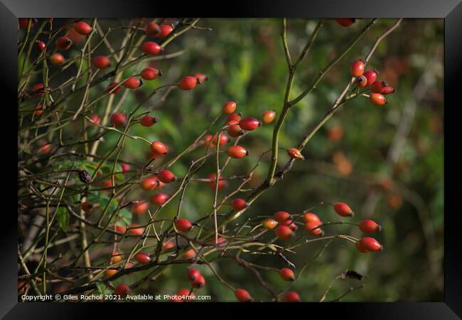 Rose hips Autumn Framed Print by Giles Rocholl